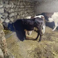 فروش گاو گوساله|حیوانات مزرعه|ویلکیج, |دیوار