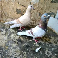 کبوتر