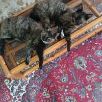 سلام بچه گربه ها و گربه ها رایگان واگذار میشه