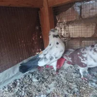 ماده به شرط تخم بچه پرستی