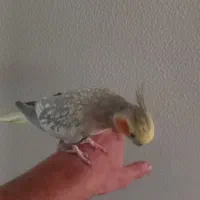 عروس هلندی|پرنده|شاهینشهر, گرگاب|دیوار