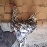 مرغ خروس جوان سالم|حیوانات مزرعه|اشترینان, |دیوار
