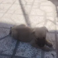 سگ نژادی