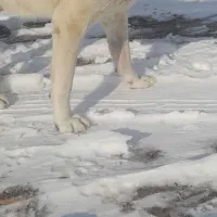 واگذاری سگ|سگ|تبریز, |دیوار