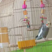 عروس هلندی نر دستی با قفس و لوازم کامل