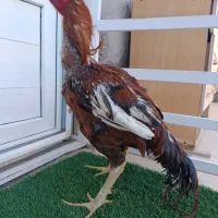 خروس لاری