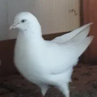 کبوتر بلند پرواز|پرنده|رودسر, |دیوار