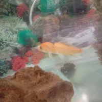 آکواریوم . ماهی . پمپ آب ماسه|ماهی|اصفهان, جلالیه|دیوار