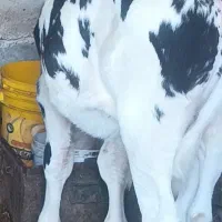 گاو ۵ ماه ابستن با گوساله