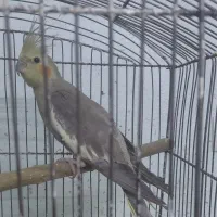 جفت فنچ و عروس هلندی