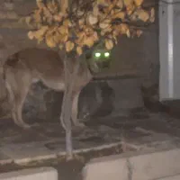 پیدا شده|سگ|بوئین زهرا, |دیوار