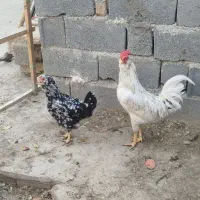 تخم نطفه دار وجوجه گلین باکیفیت و نیمچه امروک