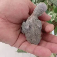 جوجه طوطی برزیلی