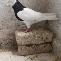 کبوتر کفتر طوقی