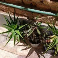 گل شاخ بزی|گل و گیاه طبیعی|شیراز, شهرک سعدی|دیوار