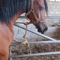 عرب مصری نریان دوسر|اسب و تجهیزات اسب‌سواری|تهران, آرژانتین|دیوار