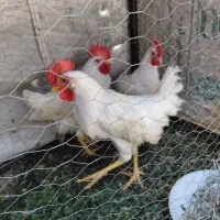 خروس‌