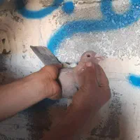 کبوتر رنگی|حیوانات|اهواز, اهواز|دیوار