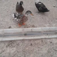 باسلام فروش سه عدد اردک دوتا نر وچاق و یه ماده