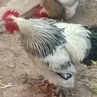 خروس و مرغ برهما