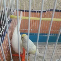 یک جفت مرغ عشق