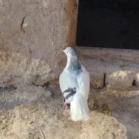 کفتر کبوتر چپ سبز ماده