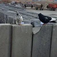 کبوتر تهرانی اوناخ اوچان