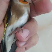 سهره لر، جفتی قناری، حلقه پا|پرنده|تهران, عبدل‌آباد|دیوار