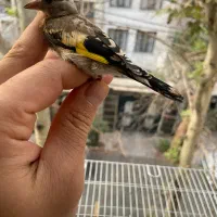 جوجه سهره