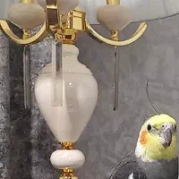 گمشده|حیوانات|ملایر, |دیوار