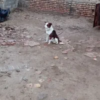 سگ پاکوتاه  روستای