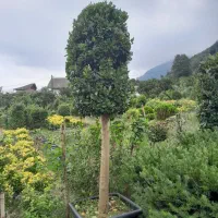 باغبانی رودهن پردیس جاجرود دماوند بومهن|خدمات باغبانی و درختکاری|پردیس, شهرک صنعتی کمرد|دیوار