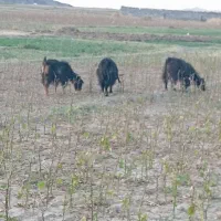 چهار راس بز|حیوانات مزرعه|خوسف, |دیوار