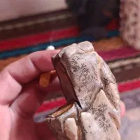 شجر|کلکسیون اشیاء عتیقه|زنجان, |دیوار