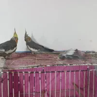 یک جفت عروس هلندی مولد