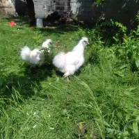 مرغ وخروس امپراطور وبرهماوابریشمی