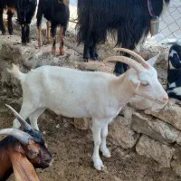 بز سانن کولار