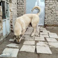 ماده سگ پژدر