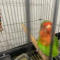 طوطی برزیلی|پرنده|تهران, قزل قلعه|دیوار