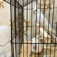 جفت عروس هلندی آلبینو با جوجه