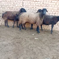 ۴ راس میش داشتی جوان سیاه کبود