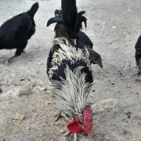 مرغ و خروس محلی|حیوانات مزرعه|آبدان, |دیوار