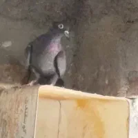 کفتر(کبوتر)|پرنده|بافق, |دیوار