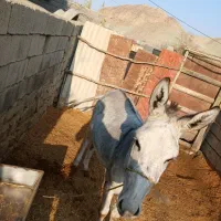 خر نر جوان|حیوانات مزرعه|کلات (خراسان), |دیوار