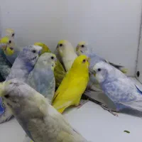 مرغ عشق رینبو .رنگین کمانی اسپانگل .