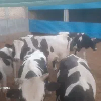 تعدادی گوساله