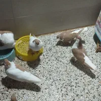 فروش کبوتر|پرنده|بهبهان, |دیوار