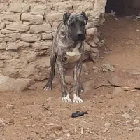 سگ افغان|سگ|هامون, |دیوار