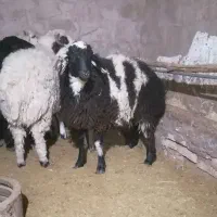 فروش بره نر و ماده