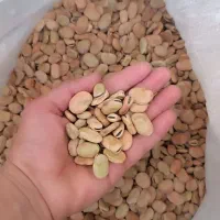 باقلا خشک امسال درجه1و خوش‌پخت به شرط